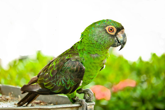 parrot on a branch