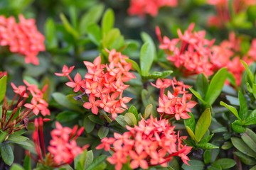 Ixora coccinea or West Indian Jasmine flower flower blossom in a garden. red spike flower. King Ixora blooming-image 06
