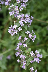 buddléia à feuilles alternées en fleurs