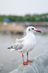 Portrait of seagull standing on the rail, marine wildlife 