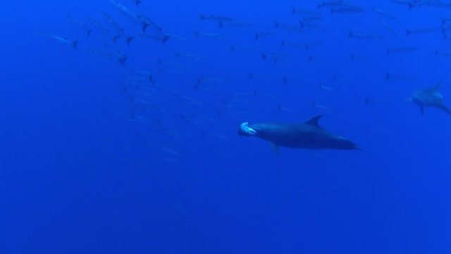 mother dolpine with dead baby around barracuda