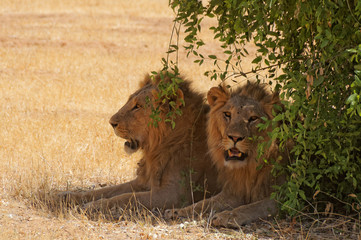 Deux lions
