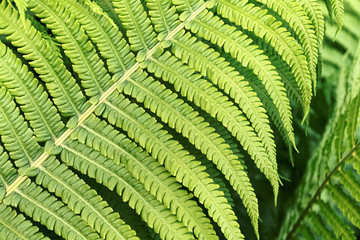 Fern leaves, macro. Abstract summer forest background.