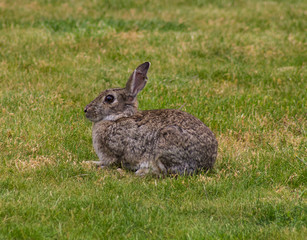 wild rabbit