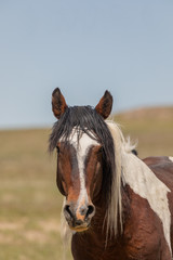 Portrait of a Beautiful Wild Horse