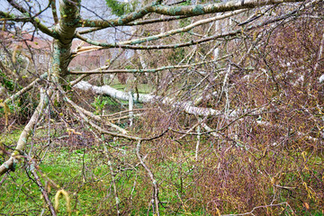 Close up of five big birch trees are downed in garden after strong tornado and wing storm. Disaster for insurance company