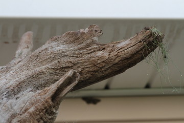 The remains of a dried tree can resemble the head of a horse, bird, dog. Beautiful as a piece of art to hang on the wall.