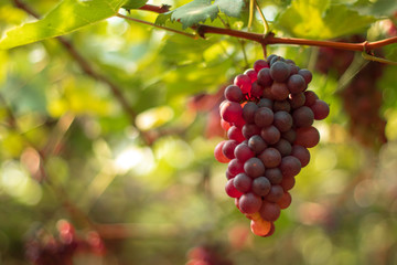 bunch of red grapes on the vine