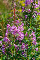 Flores violáceas silvestres