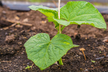 Cucumber seedlings in the garden. The plant is tied up in order to give the direction of its growth