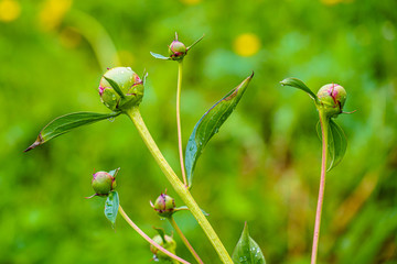 Peony buds are preparing to bloom in the garden. They will soon turn into pink shaggy balls