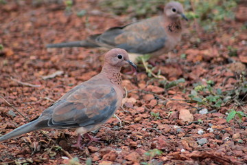 turtle dove
