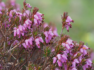 Spring heath (Erica carnea), in bloom with the morning dew