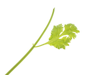 Coriander leaves or Coriandrum sativum A small herbaceous plant in the family Apiaceae. Eaten as a vegetable And decorated in many foods. Coriander leaves isolated on a white background