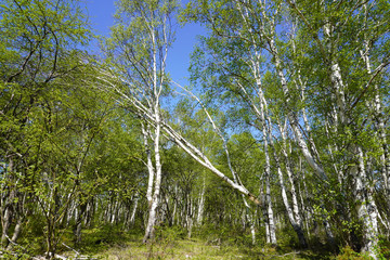 Fototapeta premium 折れて倒れそうな白樺のある林の風景