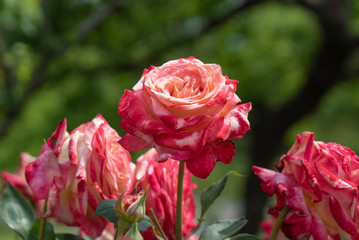 初夏に咲くバラ