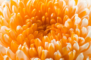 chrysanthemum  flower, Dendranthemum grandifflora