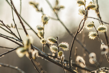 Pussy willow branches in the rays of the evening sun © ArtSvitlyna