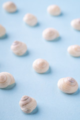 Summer seashell angle view blue background close up