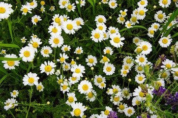 Fototapeta premium Medicinal herbs: White field daisy with green leaves grows in the open air