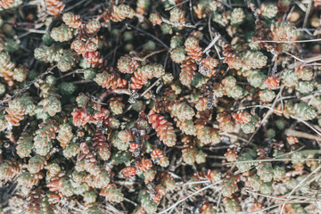  Pink moss or mini decorative grass, top view