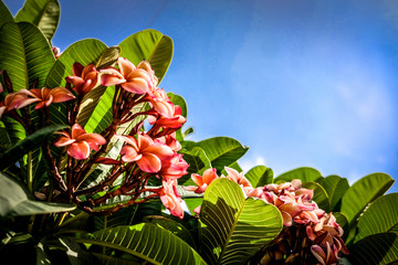 orange pink plumeria frangipani flower