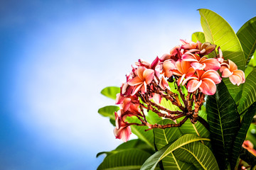 orange pink plumeria frangipani flower