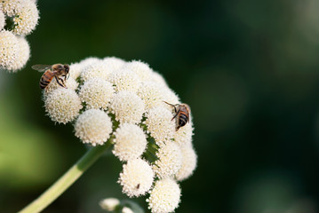 Bees On Ammi Flowers