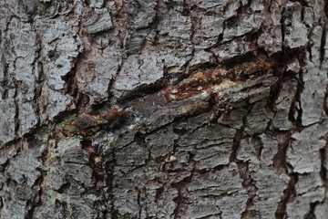 Beautiful background, bark of an old pine tree.