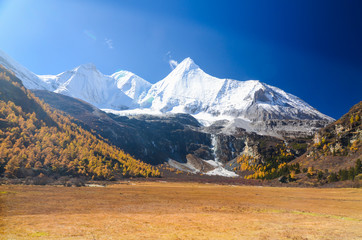 Fototapeta na wymiar Colorful forest and snow mountain at Yading nature reserve.