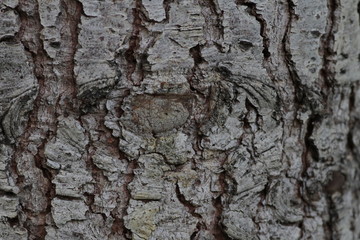 Beautiful background, bark of an old pine tree.