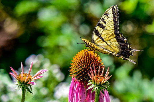Eastern Tiger Swallowtail Butterfly on a Coneflower