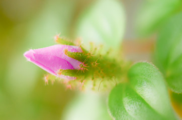 Unfocused blur flowers  background