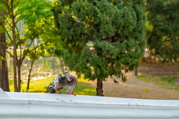 a couple of pigeons that happily tease each other