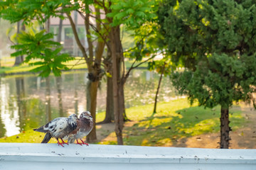 The true love of a couple of pigeons that will be together forever