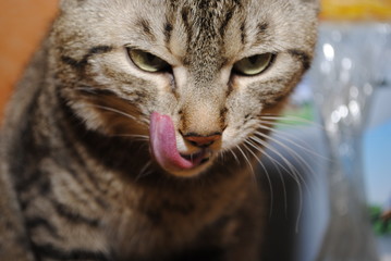 кот кошка животные