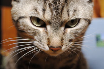 кот кошка животные