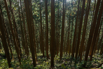 Coniferous tree in the forest at Mitake mountain Japan.
