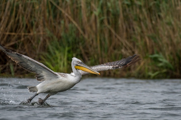 Isolated close up of a flying beatiful white pelican in the wild- Danube Delta Romania