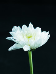 Fototapeta premium chrysanthemum flower, Dendranthemum grandifflora