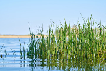 Gras am Ufer eines Sees in einem Naturschutzgebiet bei Magdeburg