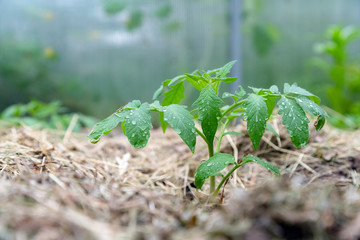 Homegrown tomato plant without vegetables at early stage of growth. Tomato sprout with water droplets on leafs surrounded by mulch