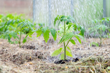 Homegrown tomato plant without vegetables at early stage of growth. Tomato sprout with water droplets on leafs surrounded by mulch