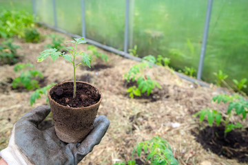 Male farmer holding organic pot with tomato plant before planting in into the soil. Man prepares to...