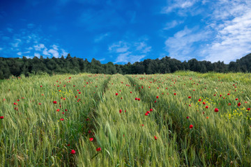 Field of poppies on a day light. Red poppy flowers in green field with blue sky.