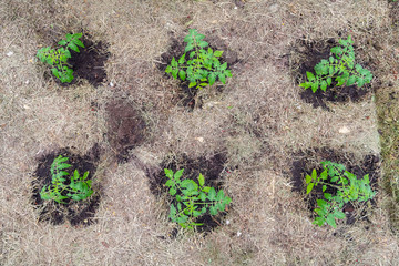 Homegrown tomato plant without vegetables at early stage of growth. Tomato sprout with water...