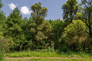 Fototapeta premium View of springtime nature with green glade, stream and deciduous forest in Lozen mountain, Bulgaria 