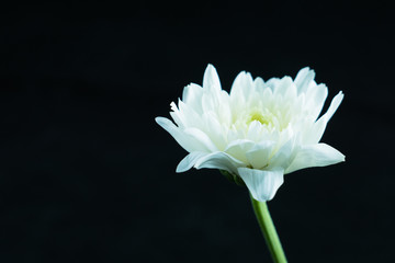 chrysanthemum  flower, Dendranthemum grandifflora