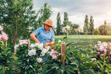 Senior woman gathering flowers in garden. Elderly retired woman cutting peonies with pruner