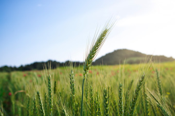 Ears of green wheat spike in wheat field at sunset, close up a wheat and its ears